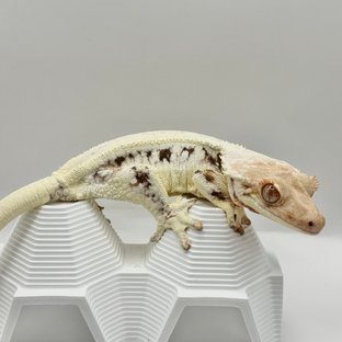 릴리화이트 솔리드백 드리피