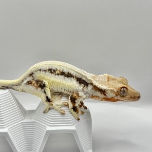 릴리화이트 솔리드백 드리피