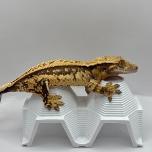 노멀 트라이 쿼드 풀핀