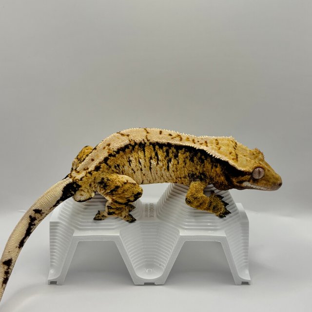 노멀 트라이 타이거 익스트림할리퀸