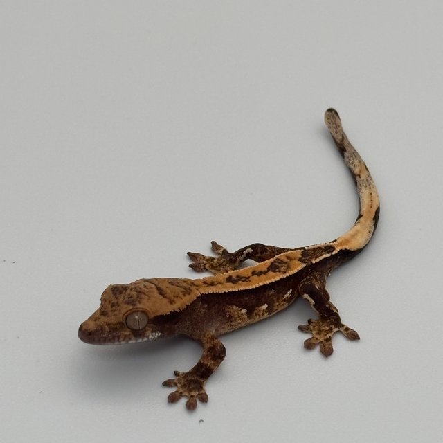 노멀 트라이 텐저린