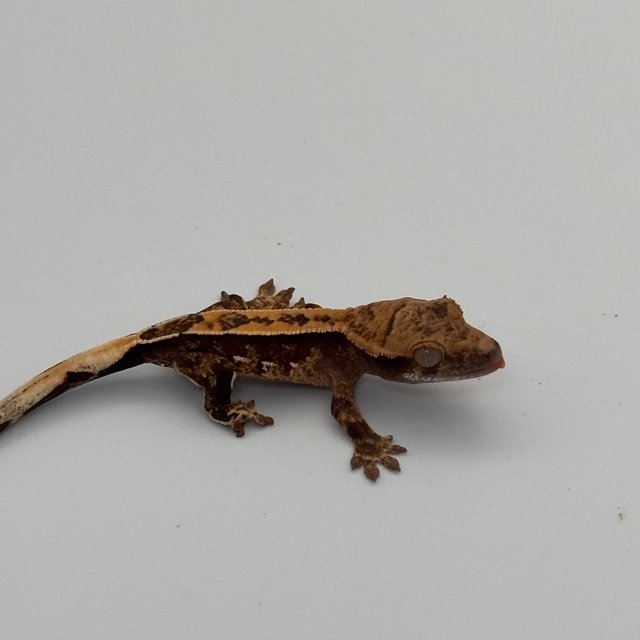 노멀 트라이 텐저린