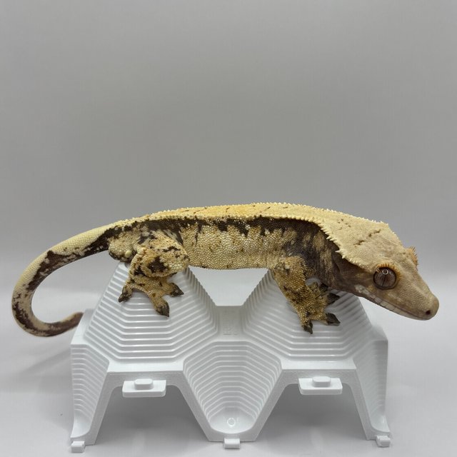 노멀 트라이 익스트림할리퀸 드리피 풀핀 화이트스팟