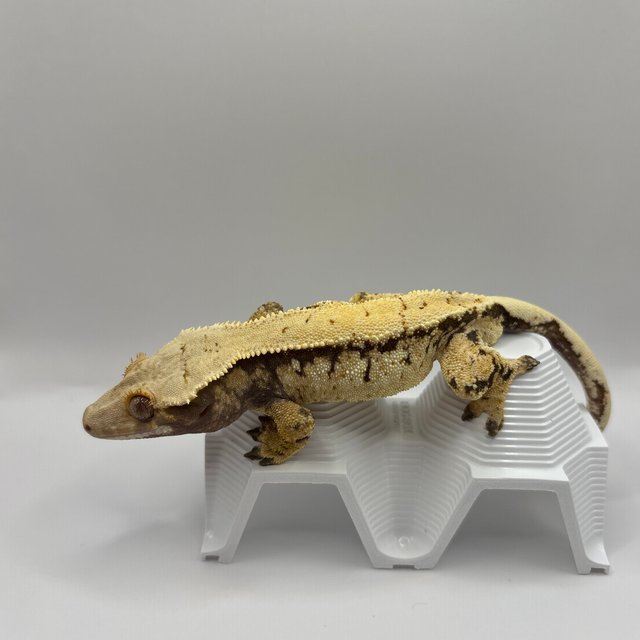 노멀 트라이 익스트림할리퀸 드리피 풀핀 화이트스팟