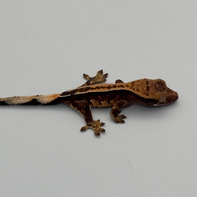 노멀 트라이 텐저린