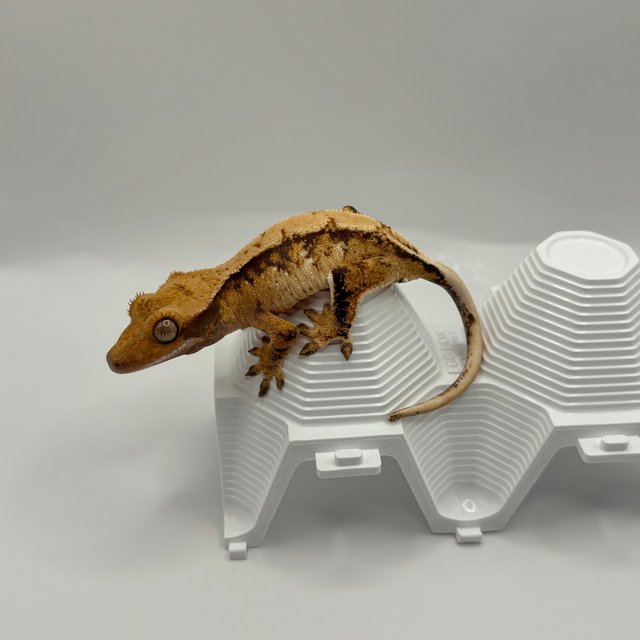 노멀 트라이 화이트스팟