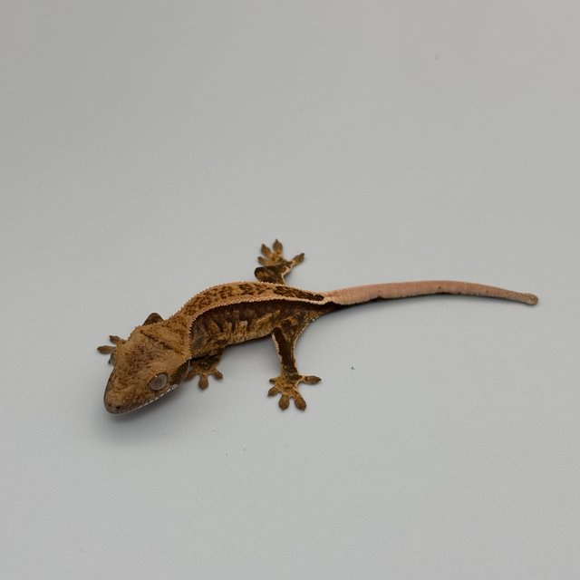 노멀 트라이 쿼드 풀핀