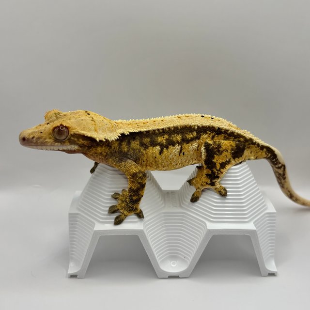 노멀 트라이 화이트스팟 익스트림할리퀸