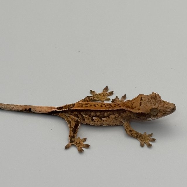 노멀 트라이 쿼드 텐저린