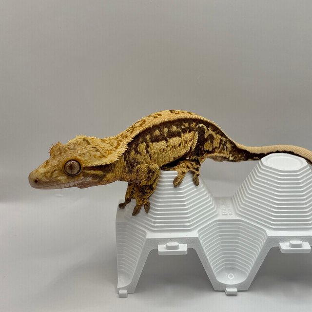 노멀 트라이 쿼드 풀핀