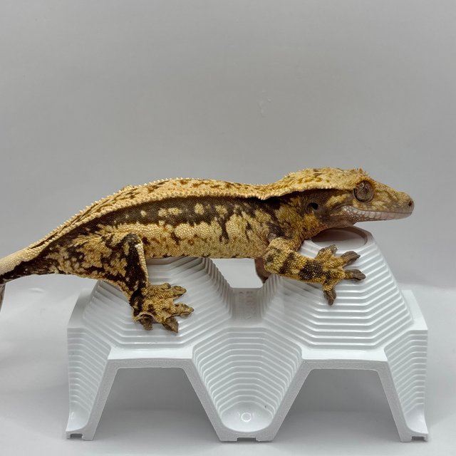 노멀 트라이 쿼드 풀핀