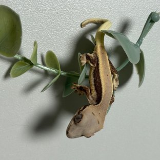 레드 릴리화이트