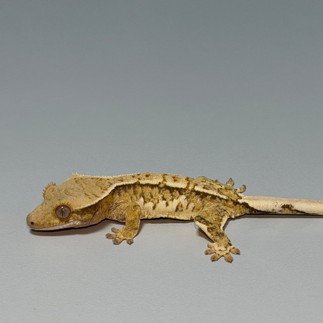 화이트크라운 트라이