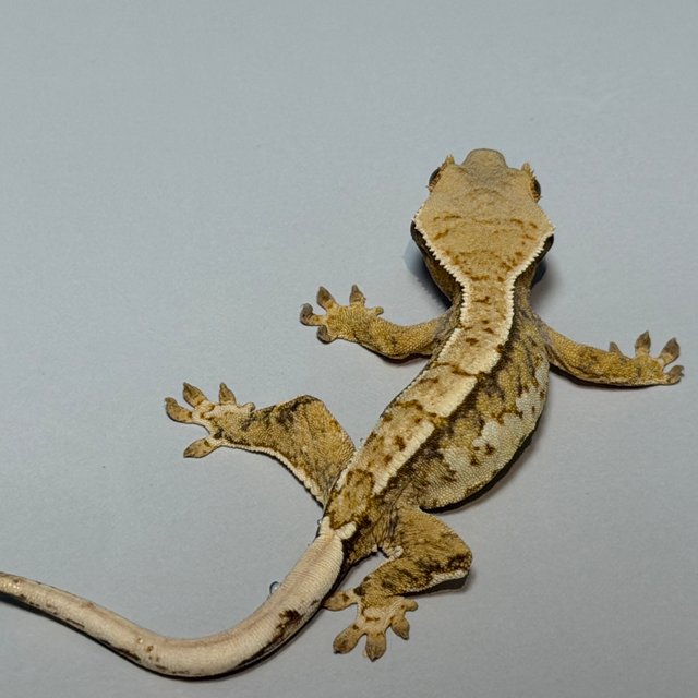 화이트크라운 트라이