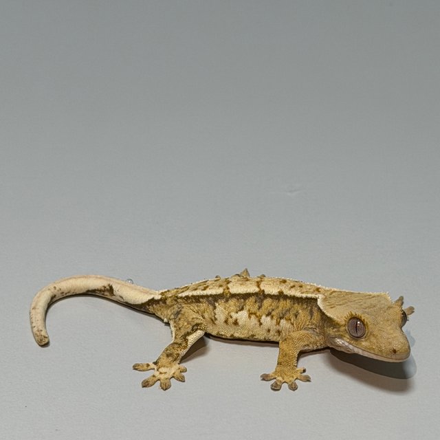 화이트크라운 트라이