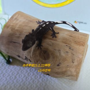 아잔틱