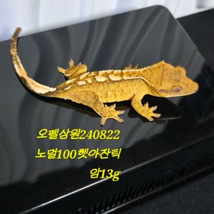 노멀 100%헷아잔틱