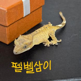 펠벨삼이