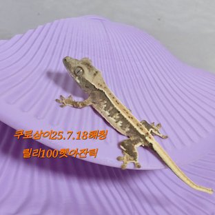 릴리100%헷아잔틱