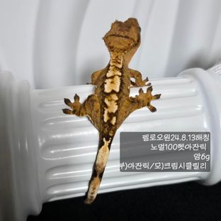 노멀 100%헷아잔틱