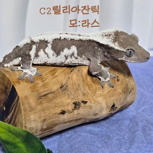 라스