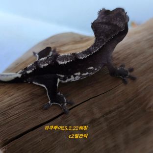 릴잔틱