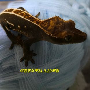 오닉스 엠티백