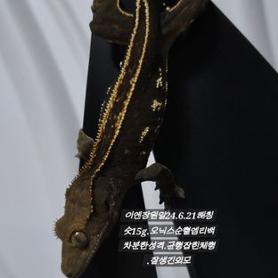오닉스 엠티백