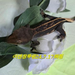 오닉스 엠티백