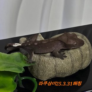 아잔틱