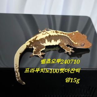 프라푸치노 100%헷아잔틱