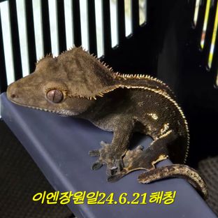 오닉스 엠티백