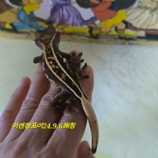 오닉스 엠티백