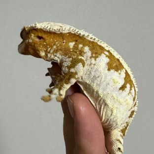 로즈
