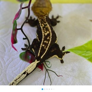 이엔(LGP수입엠티백)