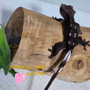 아잔틱