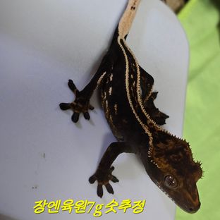 오닉스 엠티백