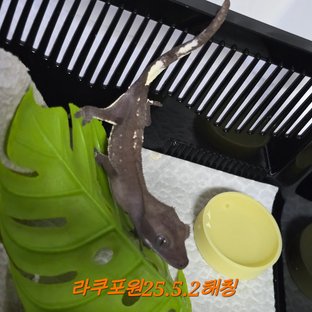 아잔틱