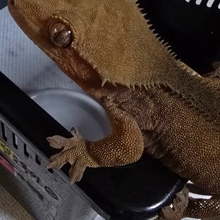 펠쵸육이