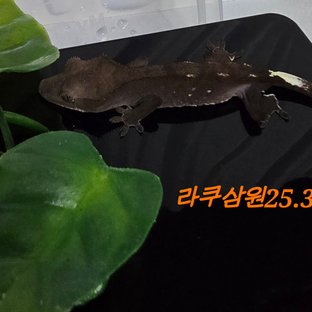 아잔틱