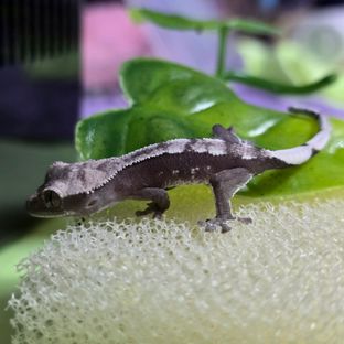 아잔틱