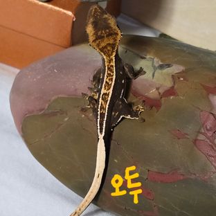 오닉스 엠티백