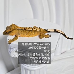 노멀 100%헷아잔틱
