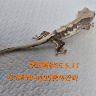 프라푸치노 100%헷아잔틱