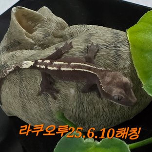 아잔틱