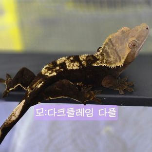 다크플레임 다플