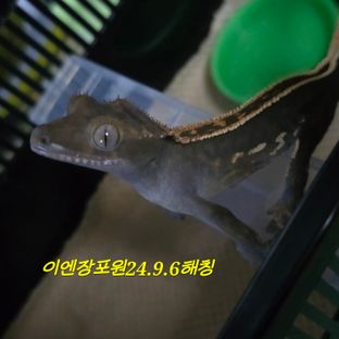 오닉스 엠티백