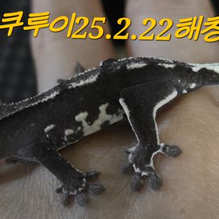 아잔틱