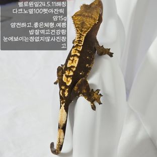 노멀 100%헷아잔틱