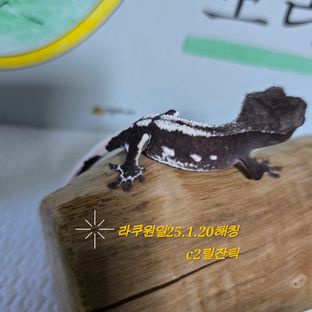 릴잔틱